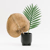 Natural Palm Fan - Letterfolk