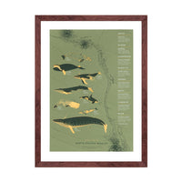 Pacific Whales Print - Letterfolk